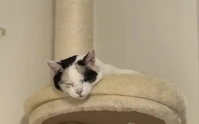 Paws & Claws in Woodland Hills, CA