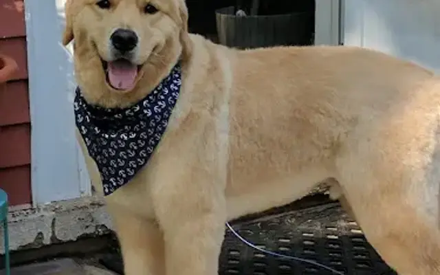 All Dog Grooming in Burlington, WI