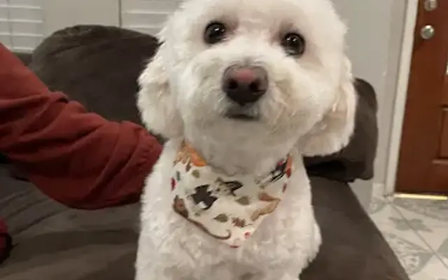 Amigoni's Pet Friends in Houston, TX
