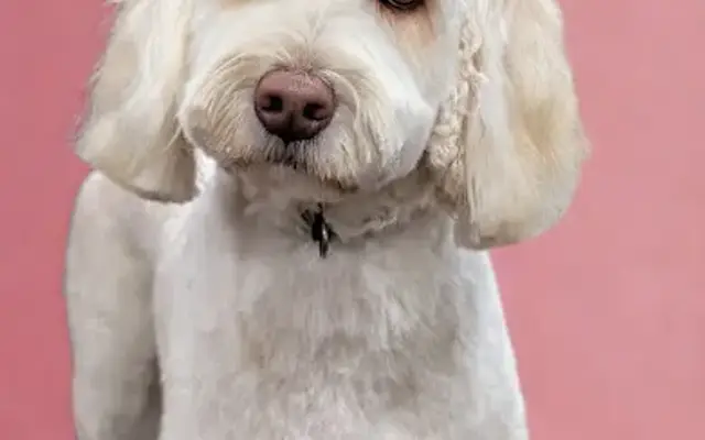 Pawsh Paws Mobile Dog Grooming in Middletown, DE