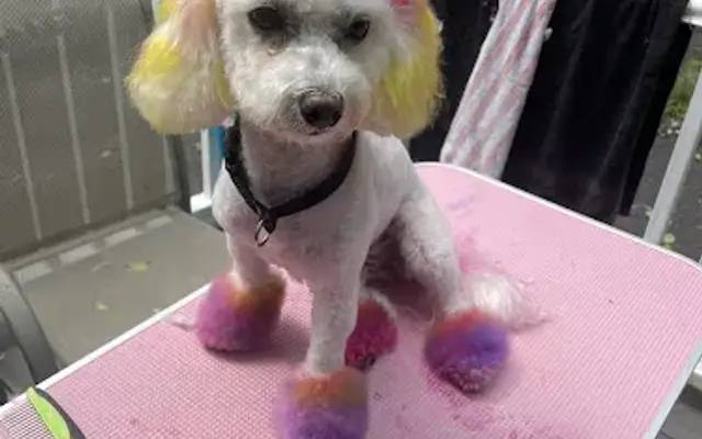BarkSide Groom in Bartow, FL