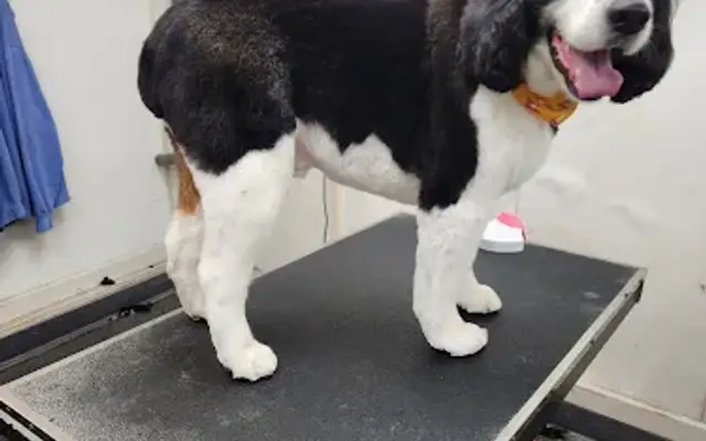 RB Grooming in Pillager, MN