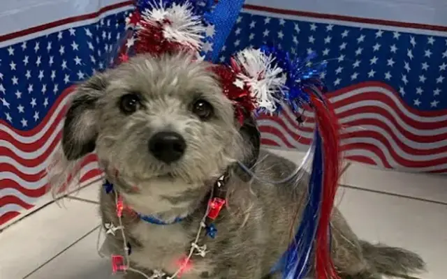 Bay Area Pet Resort in Petoskey, MI