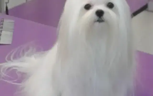 Bark Avenue Salon in Montgomery, TX
