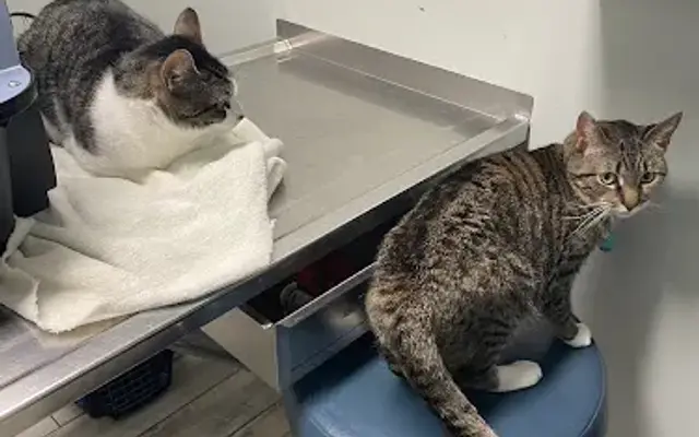 Columbia Animal Hospital in Columbia, PA