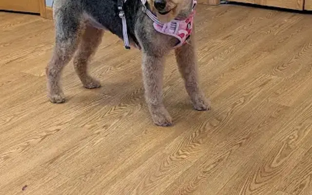 Ruff Knots Grooming in Mattoon, IL