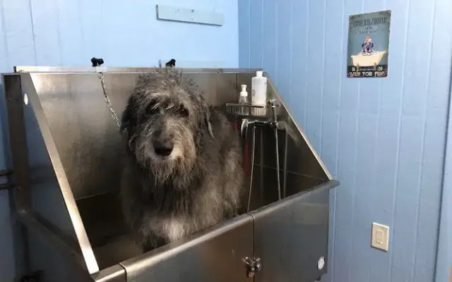 Grandview Grooming, LLC in Harwood, MD