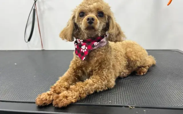 Poochouse pet grooming in Parkland, FL