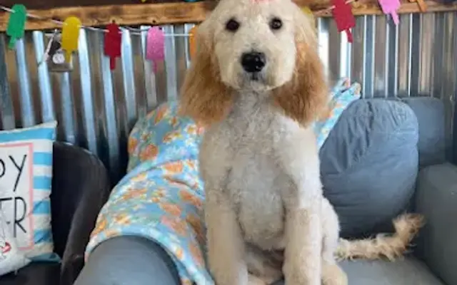 ReLeashed Dog Spa in Jesup, GA