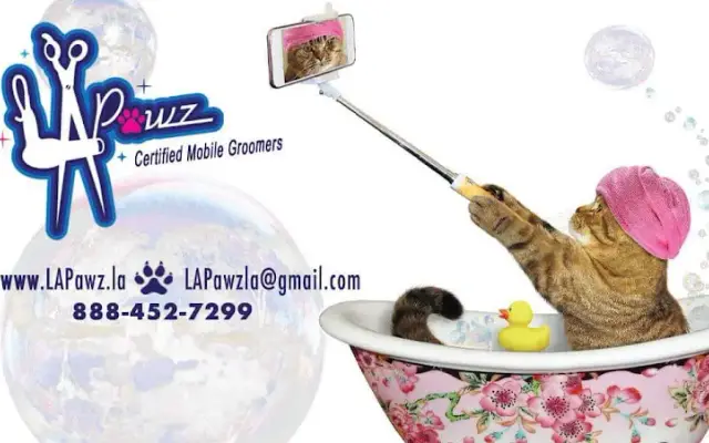 LA Pawz Cat Grooming in Cedar Creek, TX