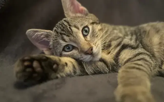 Mundo Animal Care & Wellness in Tampa, FL