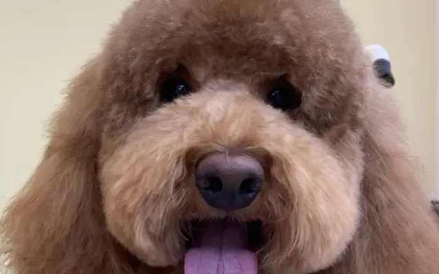 LA Pets Grooming in Diamond Bar, CA
