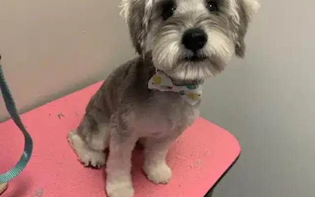 Bello’s little paws in Boca Raton, FL