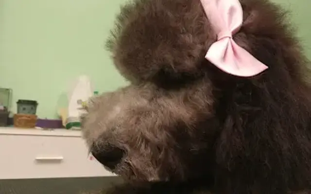 Marilyn's Pet Grooming in Pico Rivera, CA