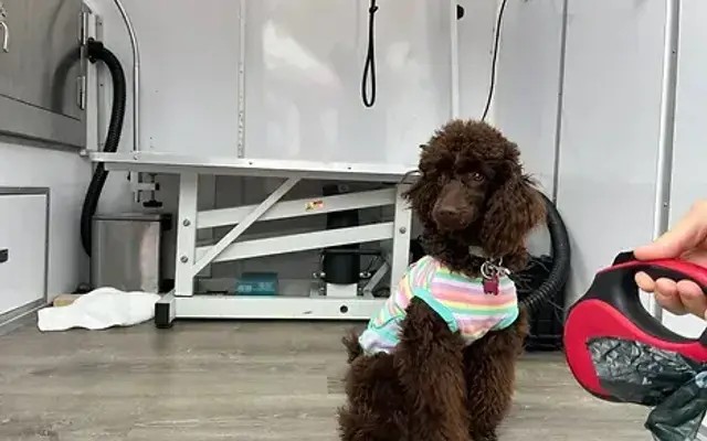 Fur Fighters Mobile Grooming in Chicago, IL