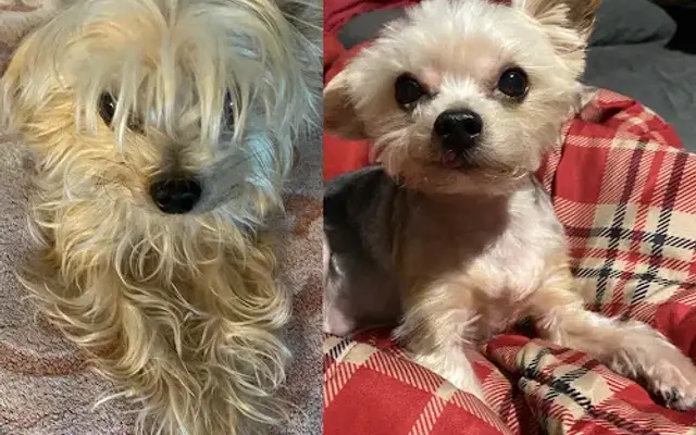 A Pet Stop Mobile Grooming Service in Tampa, FL