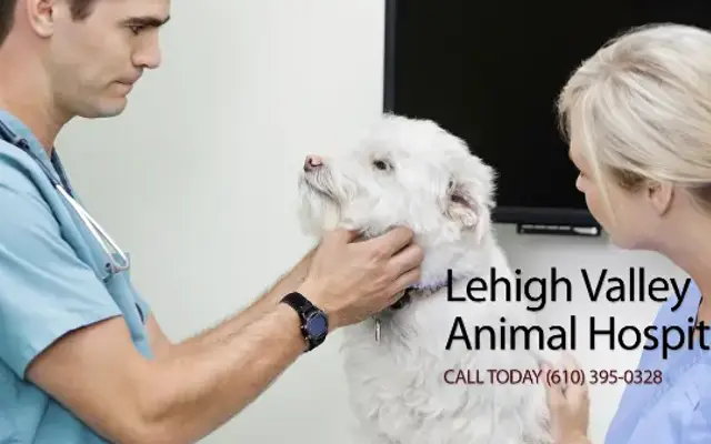 Lehigh Valley Animal Hospital in Allentown, PA