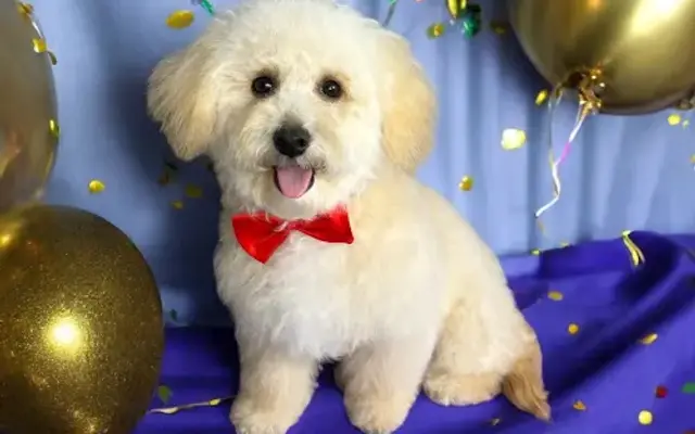 Ruby Roo's Grooming in Winter Park, FL