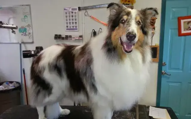 Anew Doo Pet Salon & Boutique in Weston, OH