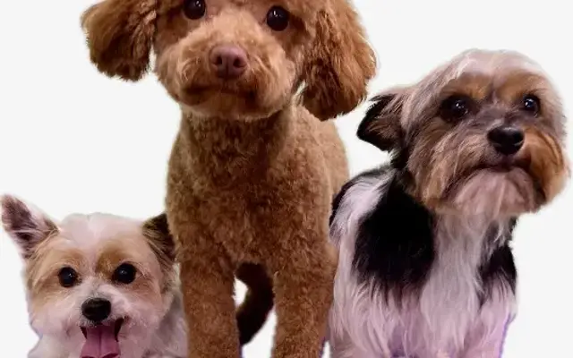 Practical Pet Grooming in Okmulgee, OK