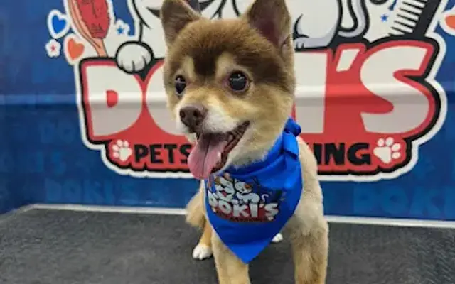 Doki’s Pets Grooming in West Miami, FL