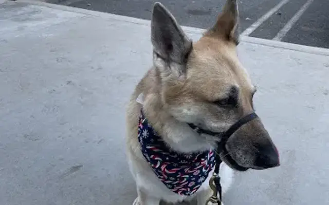 Styles Pet Grooming in Yucaipa, CA