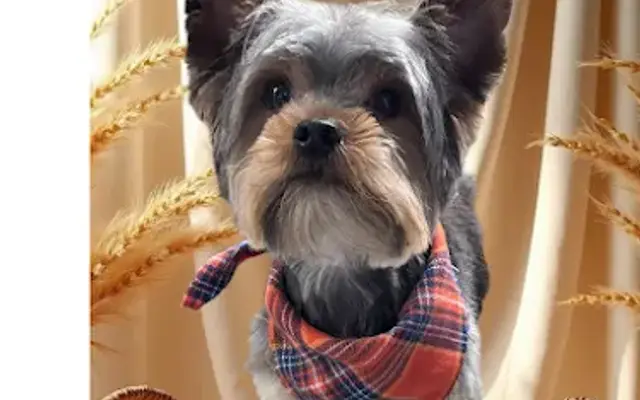 Monty's Paw Palace in Griffin, GA