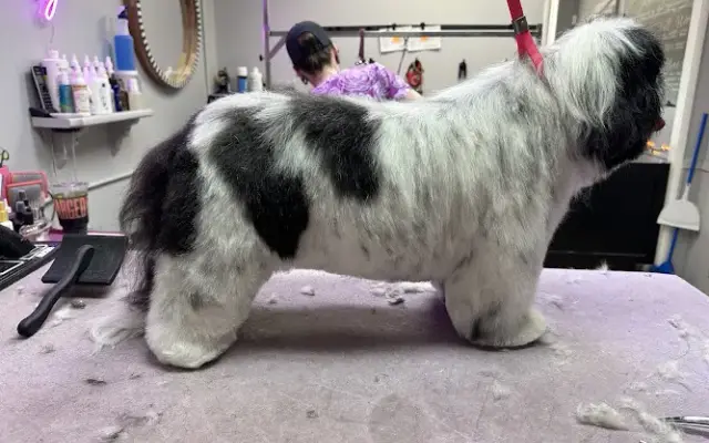 Riley Grooms Dogs in La Cañada Flintridge, CA