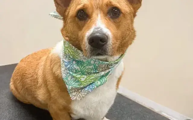 Suds & Snoots Dog Grooming in Topeka, KS