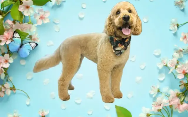 Hannah's Hounds Mobile Grooming in Swanzey, NH