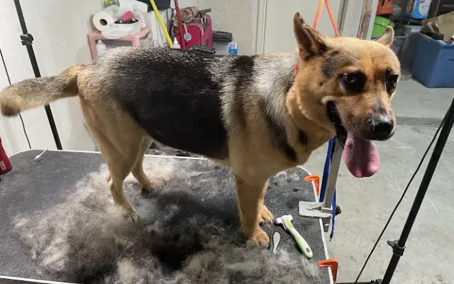 Los Malcriao Grooming LLC in El Paso, TX
