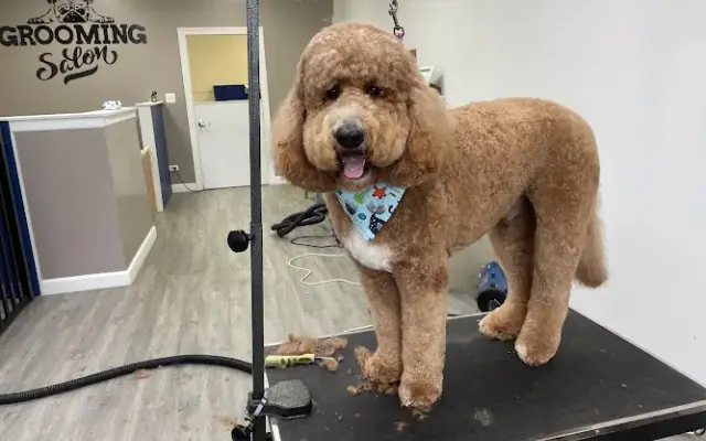 Cary-Grove Grooming in Trout Valley, IL