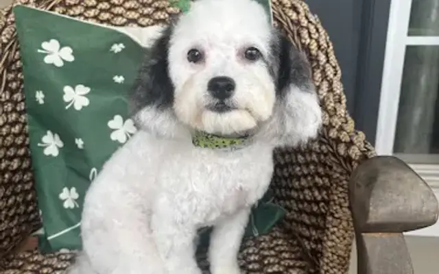 Pretty Paws Pet Spa, LLC in Dallas, GA