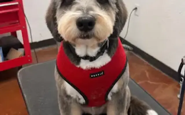 Roxy’s Retreat Dog Grooming in Keller, TX