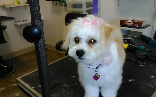 Alpine Pet Grooming in Vacaville, CA
