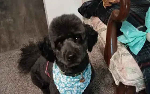 Marianne’s Professional Pet Grooming in Petoskey, MI