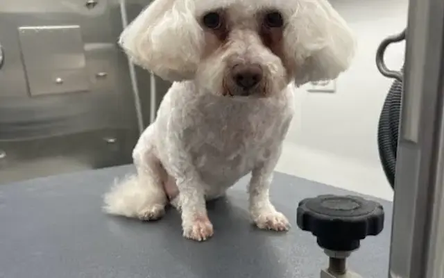 Furry Land San Antonio Mobile Pet Groomer in Alamo Heights, TX