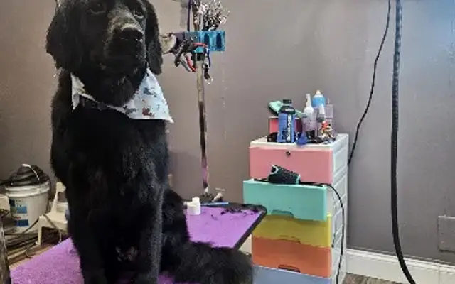 Spawsitive Sab Pet Grooming in Chadwicks, NY