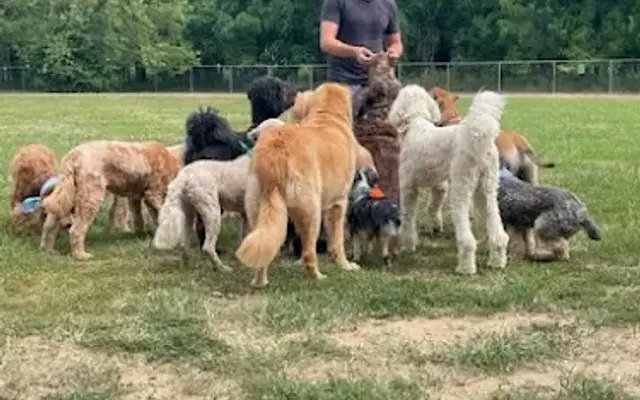 Happy Tails Dog Camp Brooklyn in Brooklyn, NY