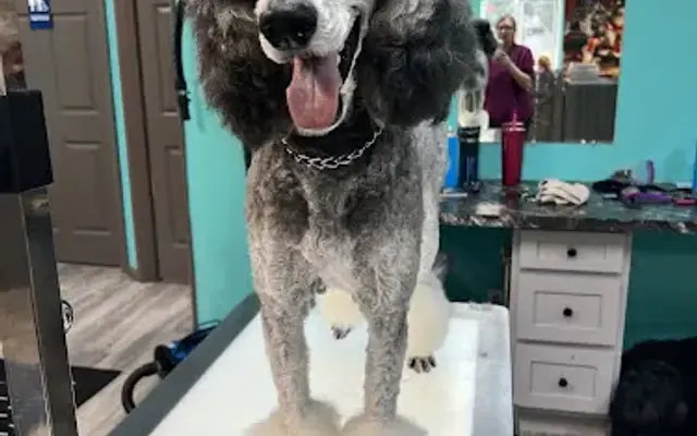 Central Pup Mobile Grooming in Rathdrum, ID