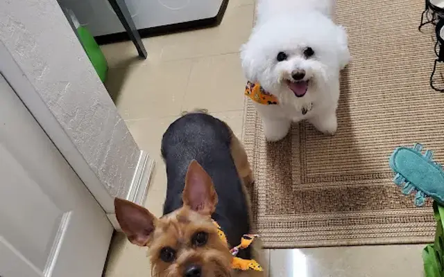 Pets Ahoy Grooming in South Daytona, FL