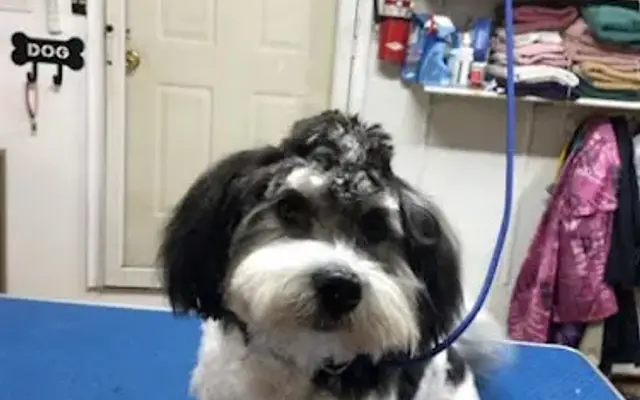 Paula's Pet Grooming in Bourbonnais, IL
