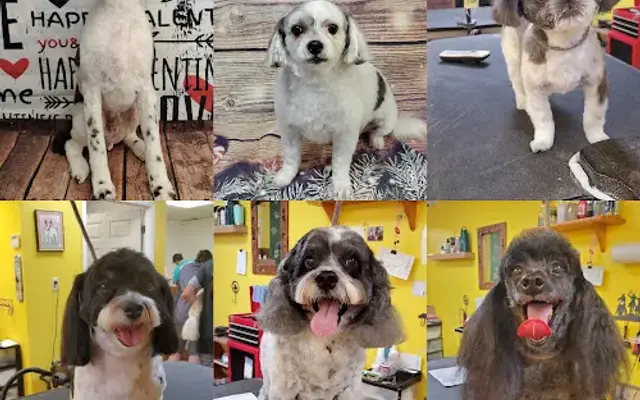 Nails to Tails Mobile Grooming LLC in North Port, FL