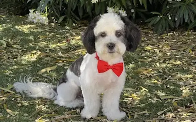 Mutts to Miracles in San Jose, CA