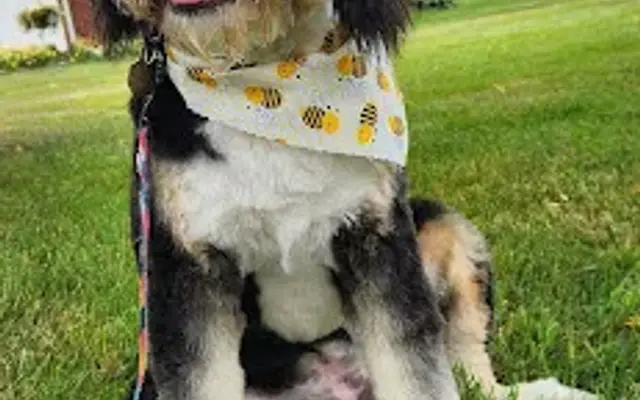 Bark'n Spray Salon LLC in Greenfield, IN