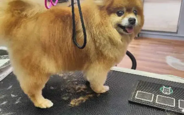 Heidi's Pet Grooming in Mt Dora, FL