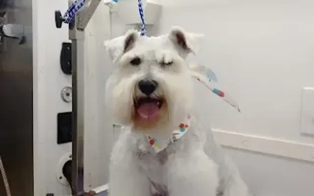 Zoomin Groomin in Dania Beach, FL