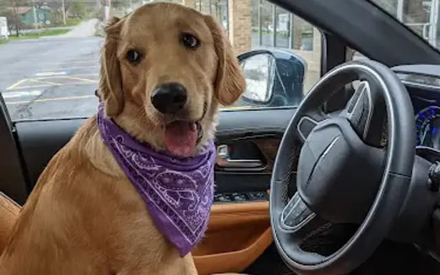 Dog Moms in Jamestown, NY