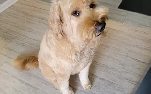 Humboldt Grooming in Medina, TN