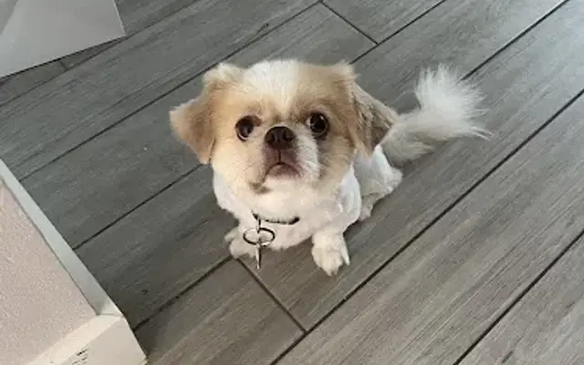 Your Neighborhood Groomer - Pawvillion in Houston, TX